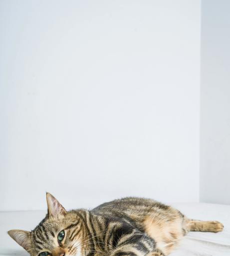 Animal sleep overview