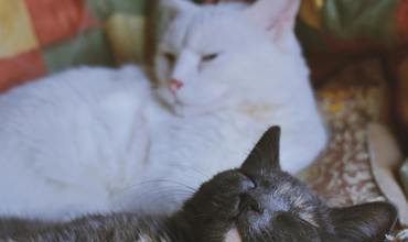 Sleep disorders