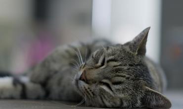 Sleep Cycles