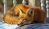 age groups sleep