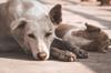 animals sleep