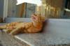 animals sleep