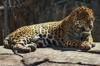 animals sleep