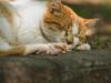 animals sleep