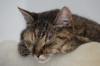 animals sleep
