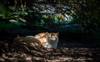 animals sleep