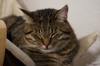 animals sleep