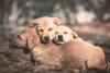 animals sleep