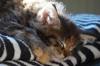animals sleep