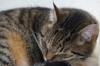 animals sleep