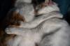 animals sleep