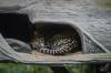 animals sleep