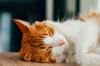 animals sleep