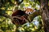 animals sleep