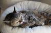 animals sleep