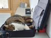 animals sleep