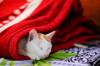 animals sleep