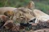 animals sleep