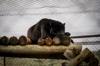 animals sleep