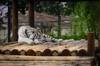 animals sleep
