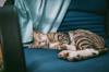 animals sleep