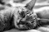 animals sleep