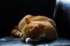 animals sleep