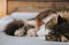 animals sleep