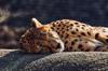 animals sleep