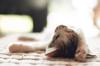 animals sleep