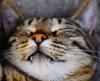 animals sleep
