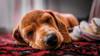 animals sleep