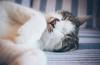 animals sleep
