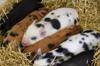 animals sleep