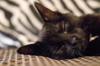 animals sleep