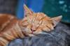 animals sleep