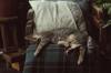 animals sleep