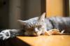 animals sleep