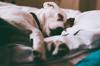 animals sleep