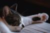 animals sleep