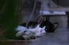 animals sleep