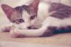 animals sleep