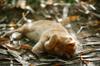 animals sleep