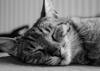 animals sleep