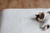 animals sleep