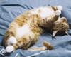 animals sleep
