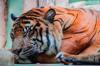 animals sleep