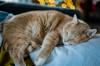 animals sleep