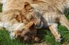 animals sleep