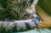 animals sleep